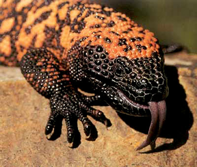 Comportamento do Monstro-de-Gila, Habitos e Modo de Vida