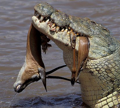 Qual É a Força da Mordida de um Crocodilo?