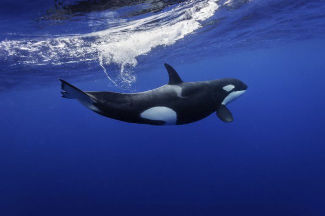 Lista Dos Tipos De Golfinhos: Espécies Com Nome E Fotos