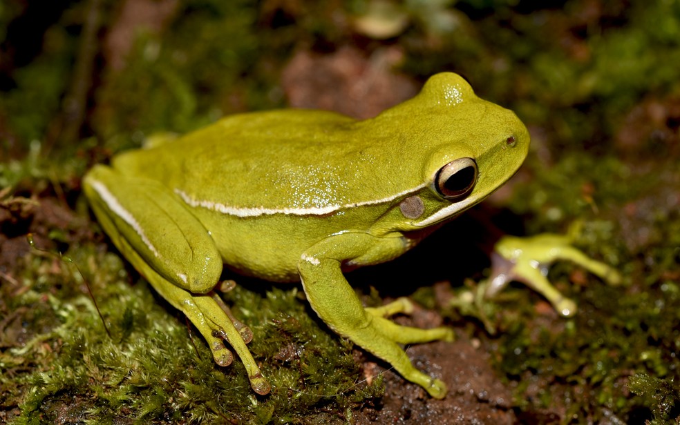 Comportamento da Perereca, Hábitos e Modo de Vida do Animal