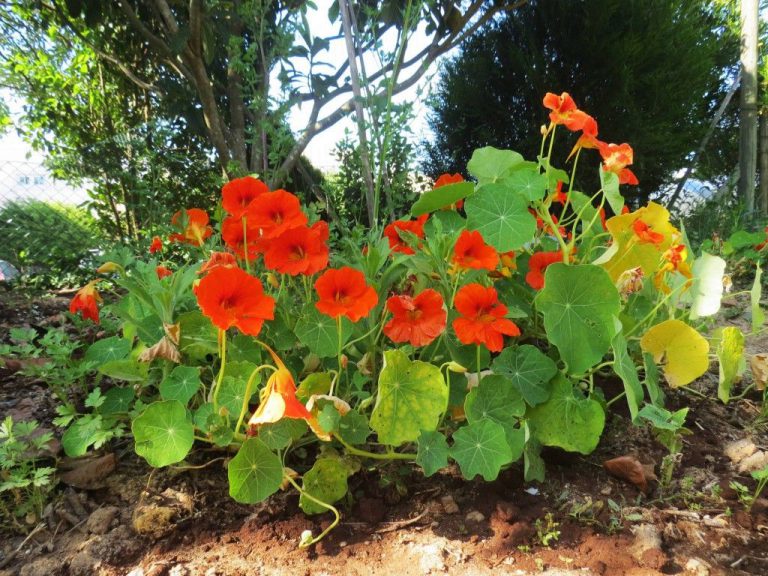 Plantar Flor de Chagas