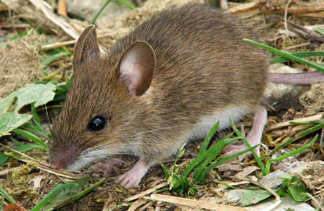 Rato Marrom: Caracteristicas, Nome Cientifico, Tamanho e E Fotos