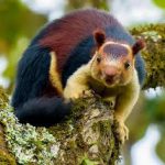 Ratufa Indica