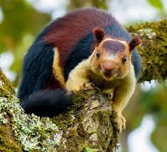 Esquilo: Classe, Filo, Família, Reino e Classificações Inferiores