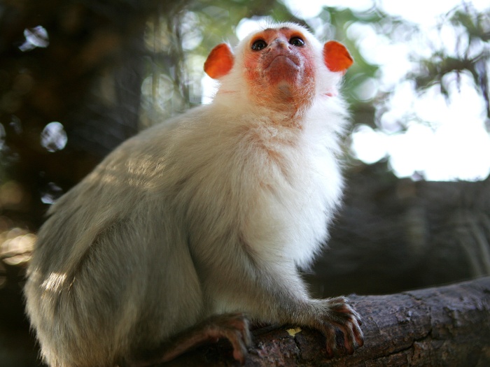 Sagui-Branco: Características, Nome Cientifico, Habitat e Fotos