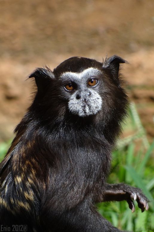 Sagui-de-Cara-Suja: Características, Nome Científico e Fotos