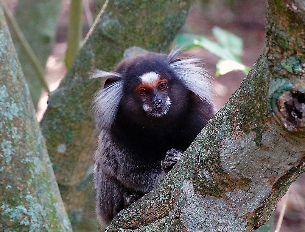 Sagui-de-Geoffrey: Características, Nome Científico e Fotos