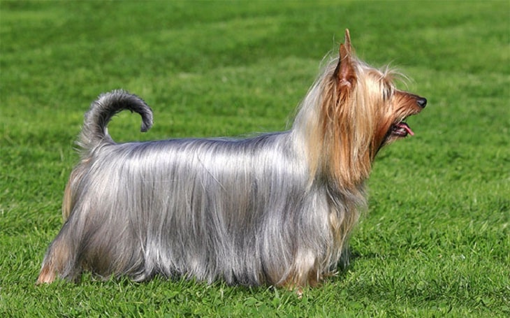 História do Silky Terrier e Origem da Raça de Cachorro