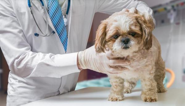 O que é Colapso de Traquéia em Cães? Como Tratar?