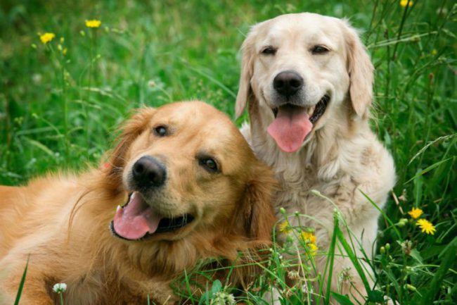 Quanto Tempo o Cachorro Fica Grudado Depois de Cruzar?