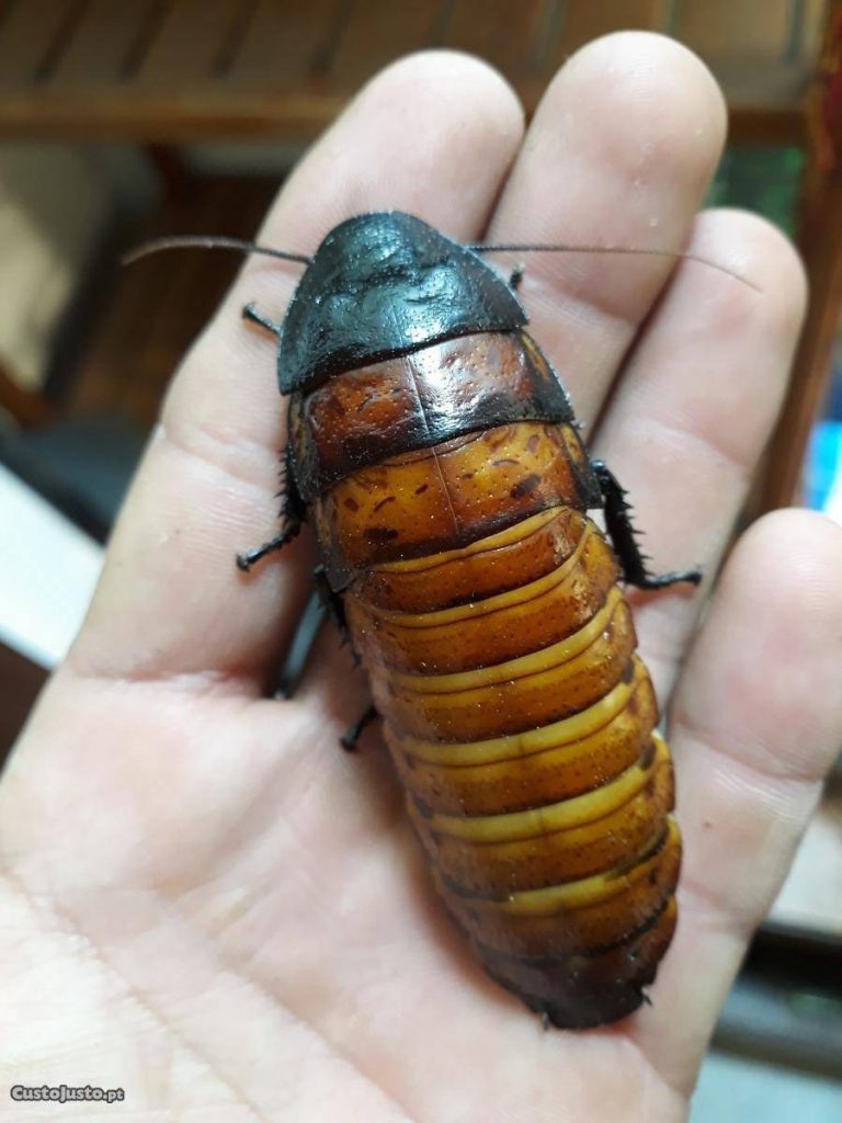 Barata de Madagascar na Mão de uma Pessoa