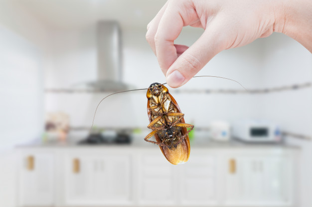 Barata de Cozinha: Curiosidades, Habitat e Como Acabar