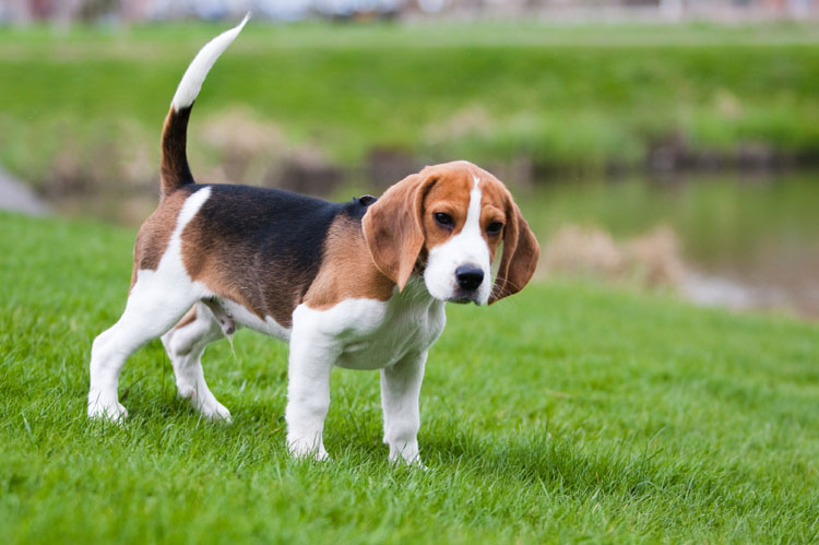 Top 10 Canis da Raça Beagle no Brasil