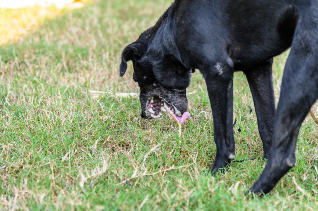 Pode Dar Leite Para Cachorro Que Foi Envenenado?