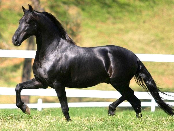 Comportamento do Cavalo, Hábitos e Modo de Vida do Animal