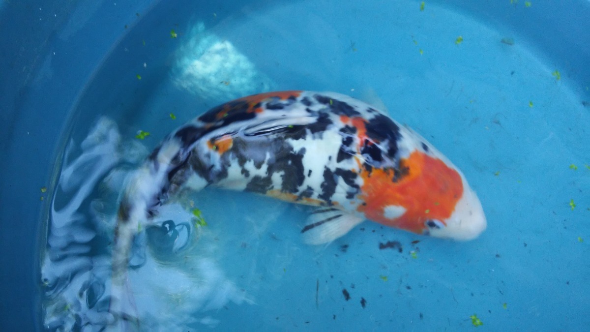 Carpa Ornamental Pode Comer? Carpas Ornamentais Gigantes