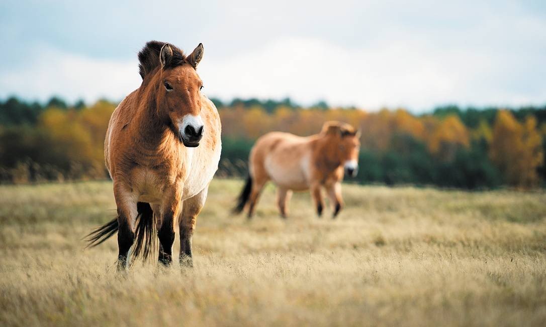 Cavalo-de-Przewalski: Características, Nome Científico e Fotos