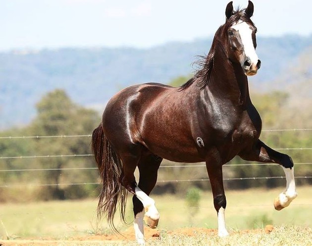 Qual é a Classificação do Cavalo? Reino, Filo, Classe e Ordem