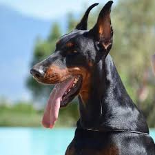 Quanto um Dobermann Come Por Dia? Quantas Vezes?