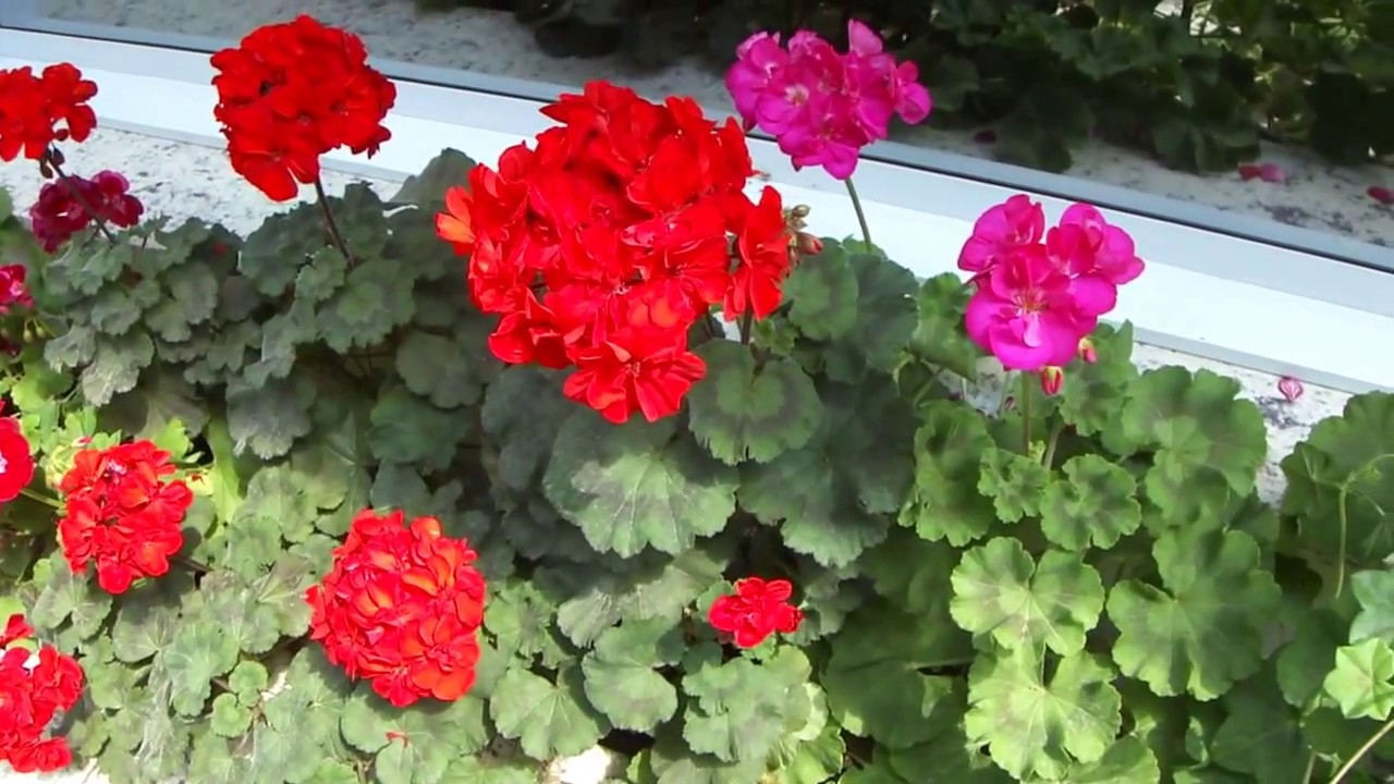 Que Fertilizante usar para Gerânios? Como fazer?