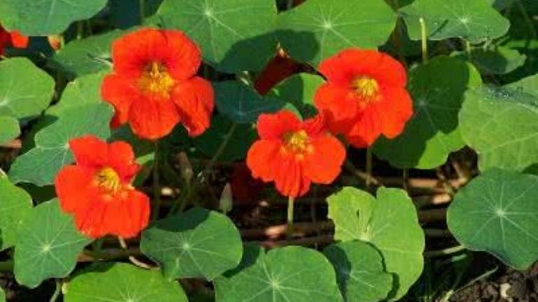 Flor Capuchinha