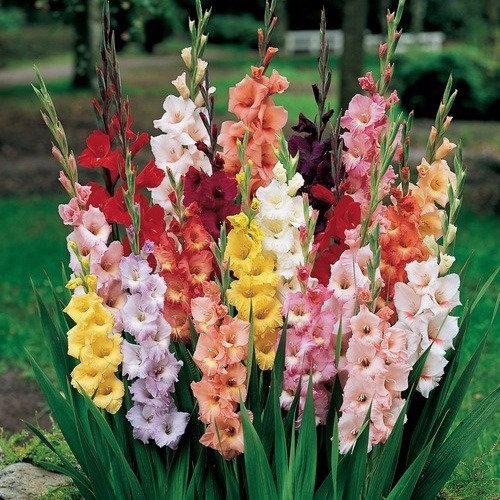 Qual Flor Significa Força?