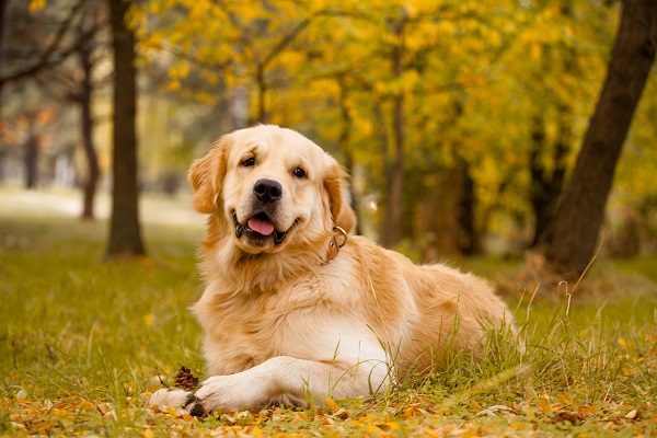 Alimentação do Golden Retriever: o Que Eles Comem?