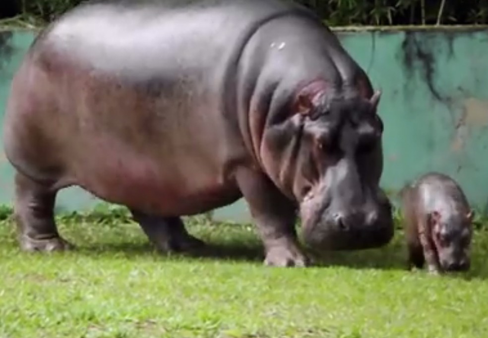 História do Hipopótamo e Origem do Animal