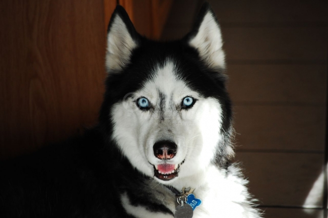 Husky Siberiano Branco e Preto de Olhos Azuis com Fotos