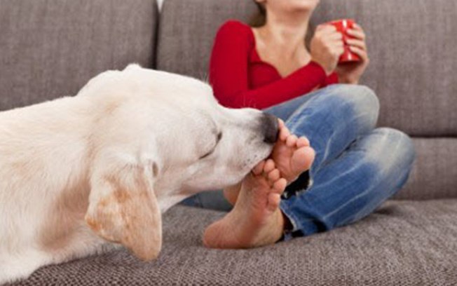 Por Que Os Cães Lambem Os Pés Dos Donos?