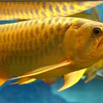 Peixe Aruanã Dourado