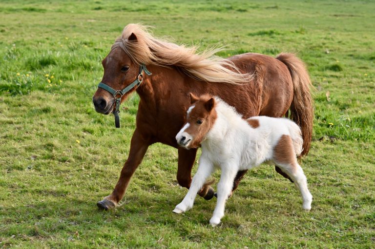Pônei Shetland Com o Filhote