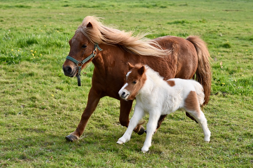 Pônei Shetland: Características, Origem e Como Cuidar