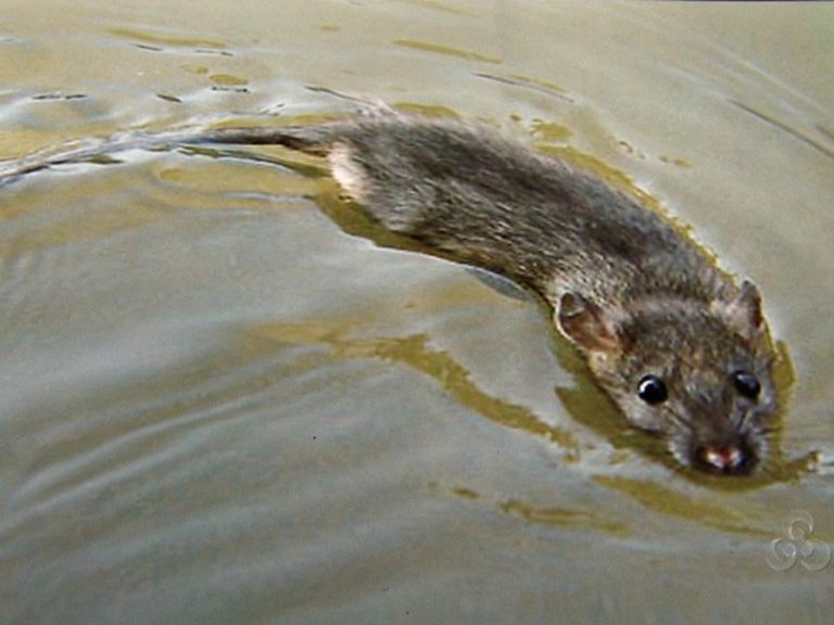 Rato na Água