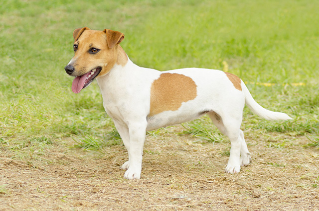 Qual a Raça do Cachorro do Máscara?