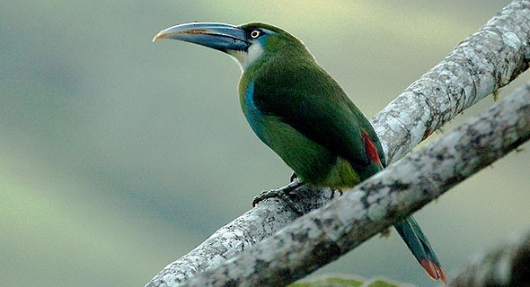 Toucanet Azul-Unida: Características, Nome Científico e Fotos