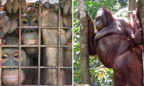 Tráfico e Prostituição Animal de Orangotangos na Ásia