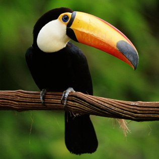 Tucano-Açu ou Tucanaçu: Curiosidades, Extinção e Imagens