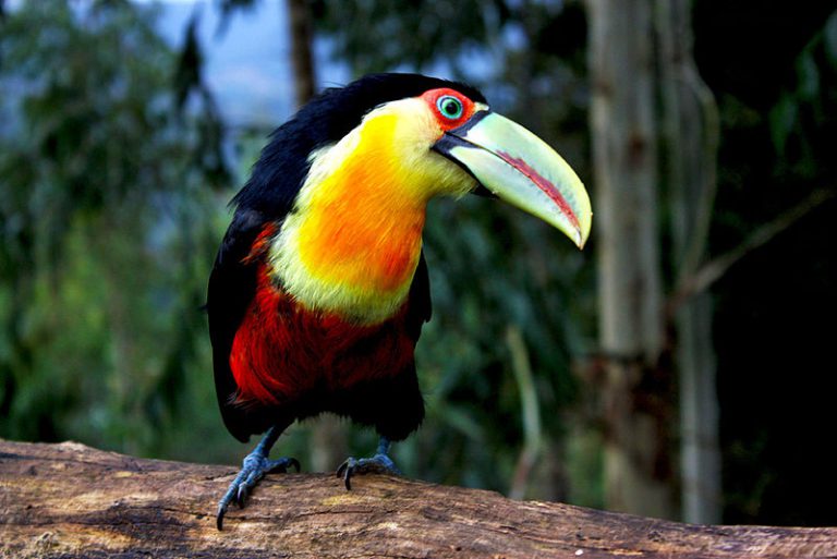 Tucano-de-Bico-Verde no Tronco de uma Árvore