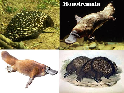 Quais São os Animais Monotremados?