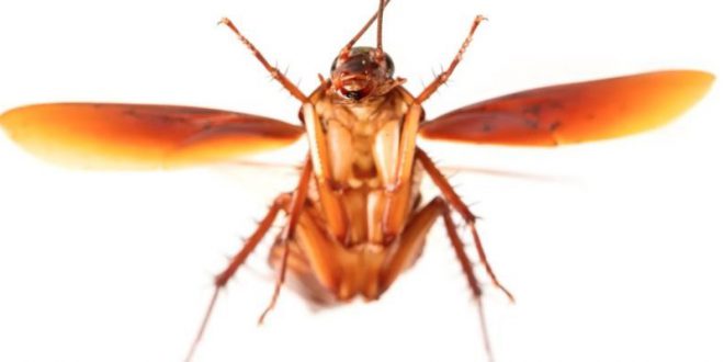 Barata Cascuda Voadora: Características, Nome Cientifico e Fotos