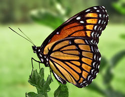 O Que é a Antena da Borboleta? Para Que Ela Serve?