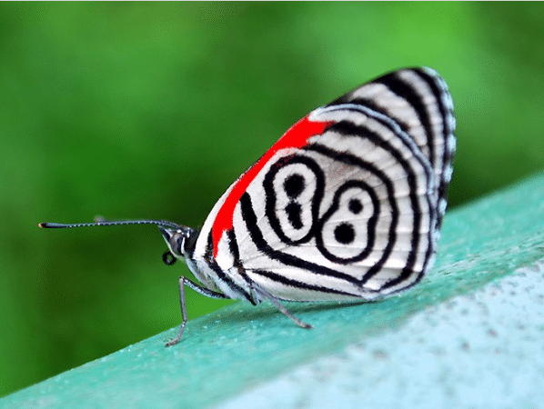 Borboleta 88: Características, Nome Cientifico, Habitat e Fotos
