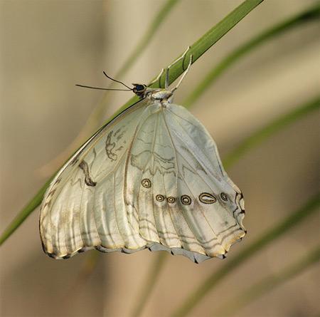 Borboleta Branca da Madeira (Pieris wollastoni): Características, Habitat e Extinção