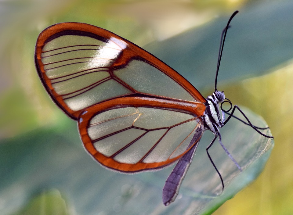 Borboleta Greta Oto: Características, Nome Científico e Fotos
