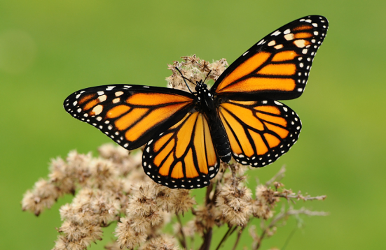 Borboleta Monarca-do-Sul: Características, Habitat e Fotos