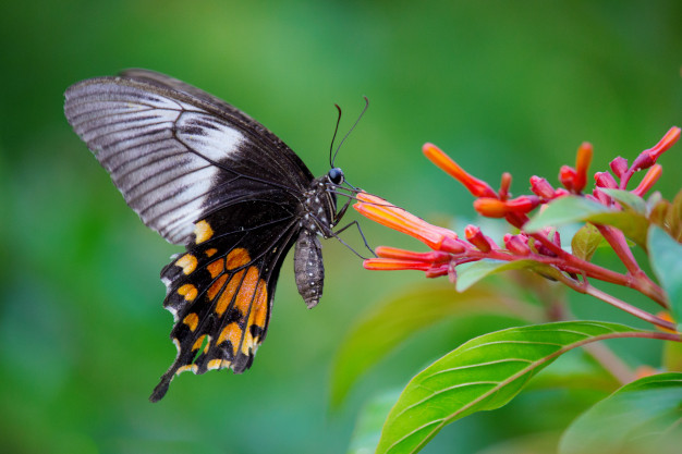 Borboleta Mórmon: Características, Nome Cientifico e Fotos