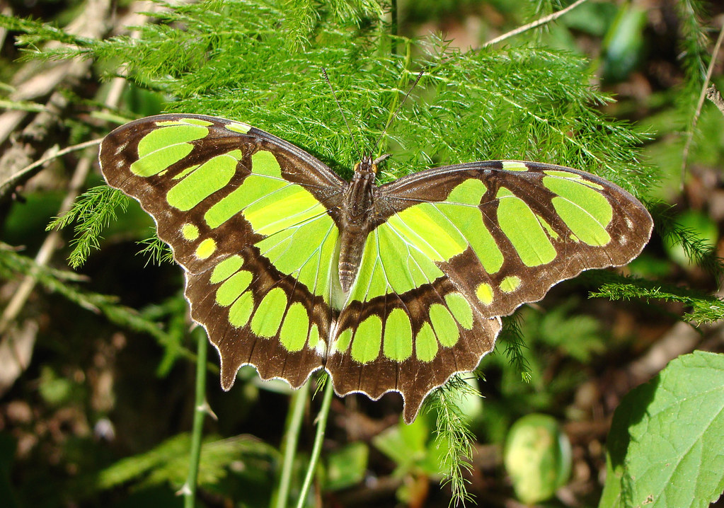 Borboleta Siproeta Stelenes (Malaquita): Características, Habitat e Curiosidades