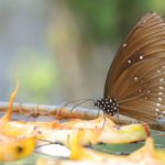 Borboleta na Fruta