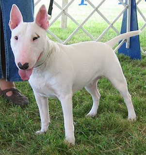 Quantas Vezes Por Dia um Filhote de Bull Terrier Deve Comer?